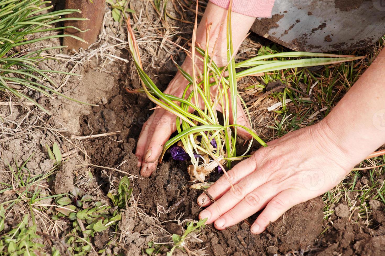 les mains des femmes plantent des semis dans un sol fertile et des plantes de paillis photo