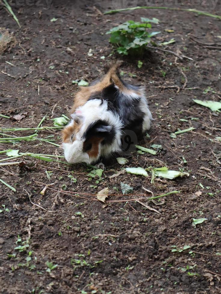 le cochon d'inde péruvien, fourrure blanche marron et noire mangeant des légumes au sol. photo