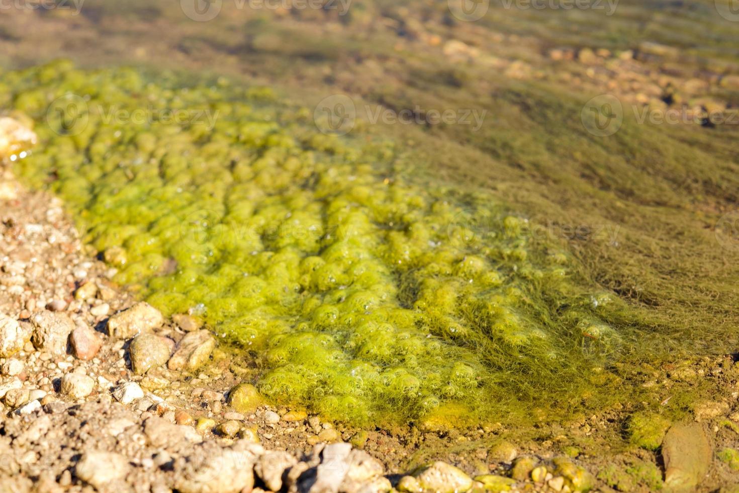 boue verte et pierres sur la rive du fleuve. photo