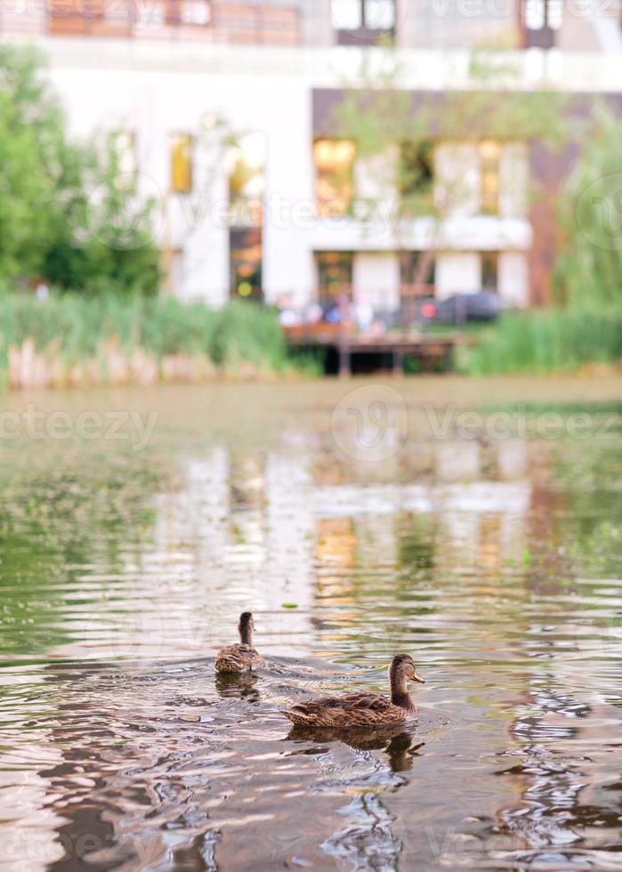 un coup vertical de canards mignons nageant dans un lac. canards sauvages dans la nature. photo