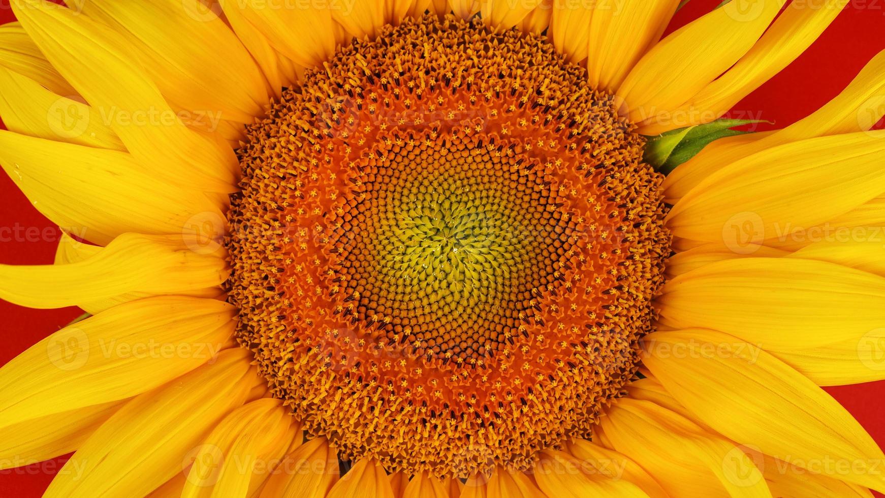 gros plan de fond naturel de fleurs de tournesol. texture jaune photo