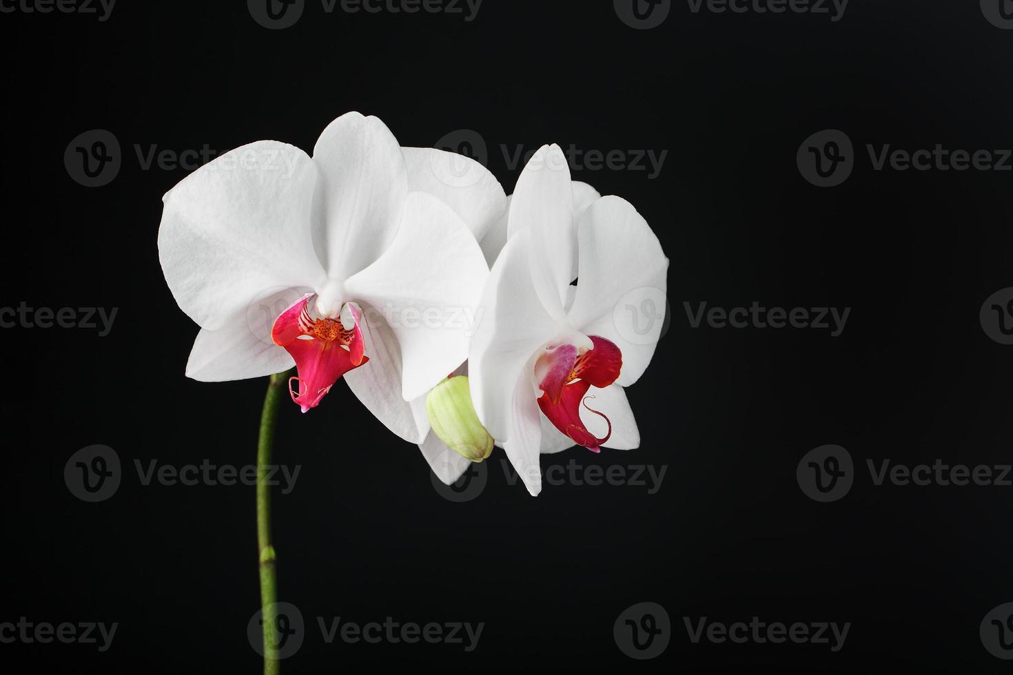 orchidée blanche tropicale sur fond noir. espace libre, espace de copie photo