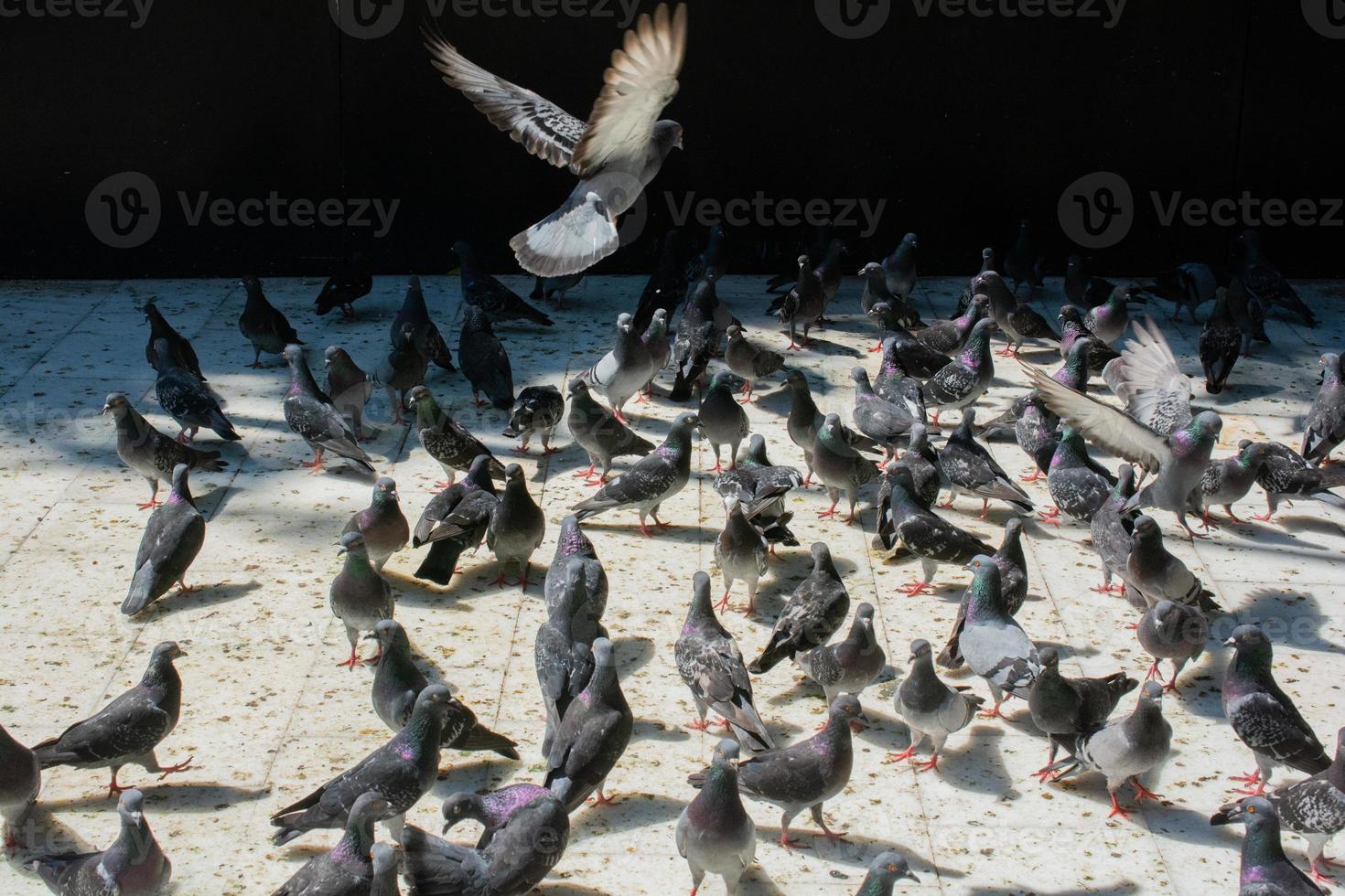de beaux oiseaux de pigeons sauvages vivent en milieu urbain photo