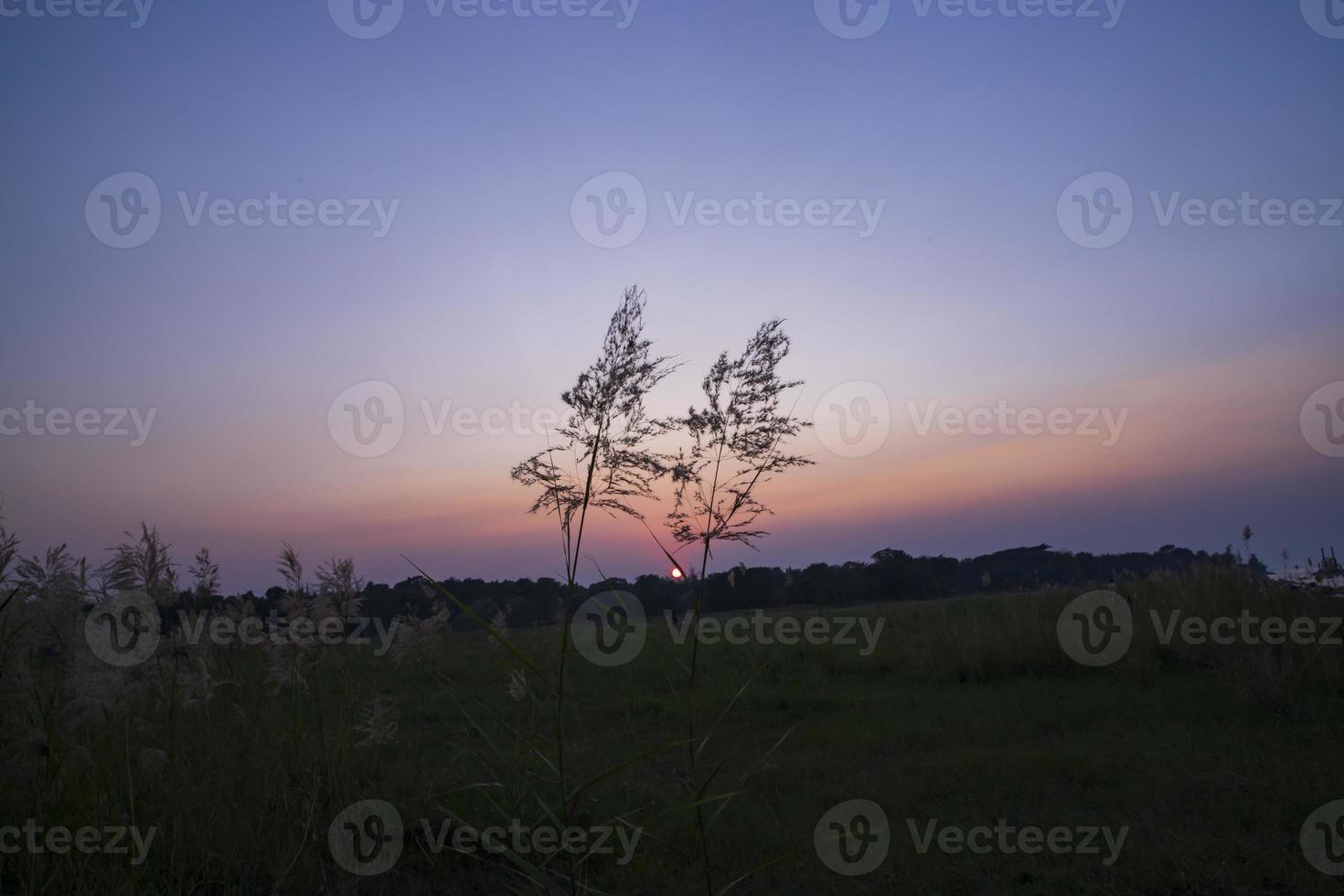 coucher de soleil sur l'herbe de kans ou saccharum spontaneum fleurs vue paysage photo