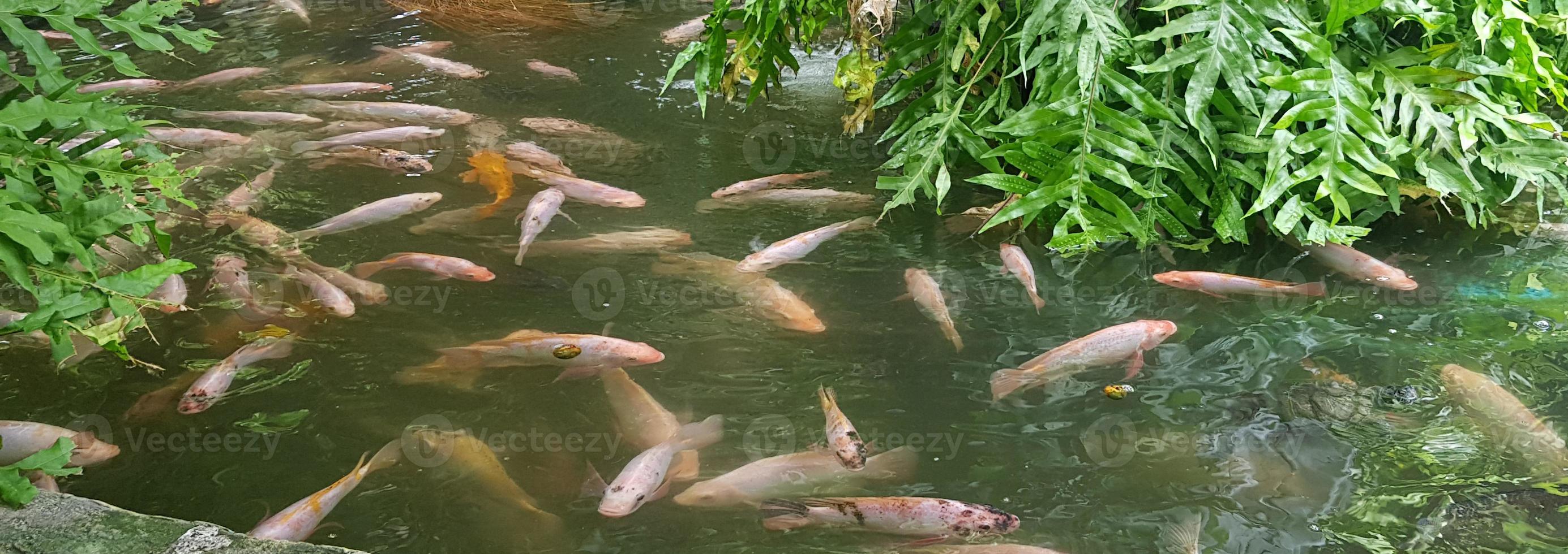 étang à poissons tropicaux avec plantation tropicale verte décorative colorée pour des idées de décoration d'arrière-cour photo