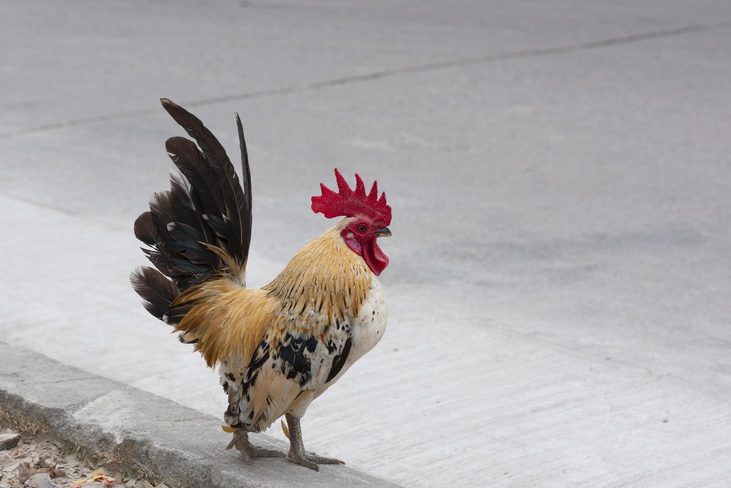 un coq debout sur le trottoir photo