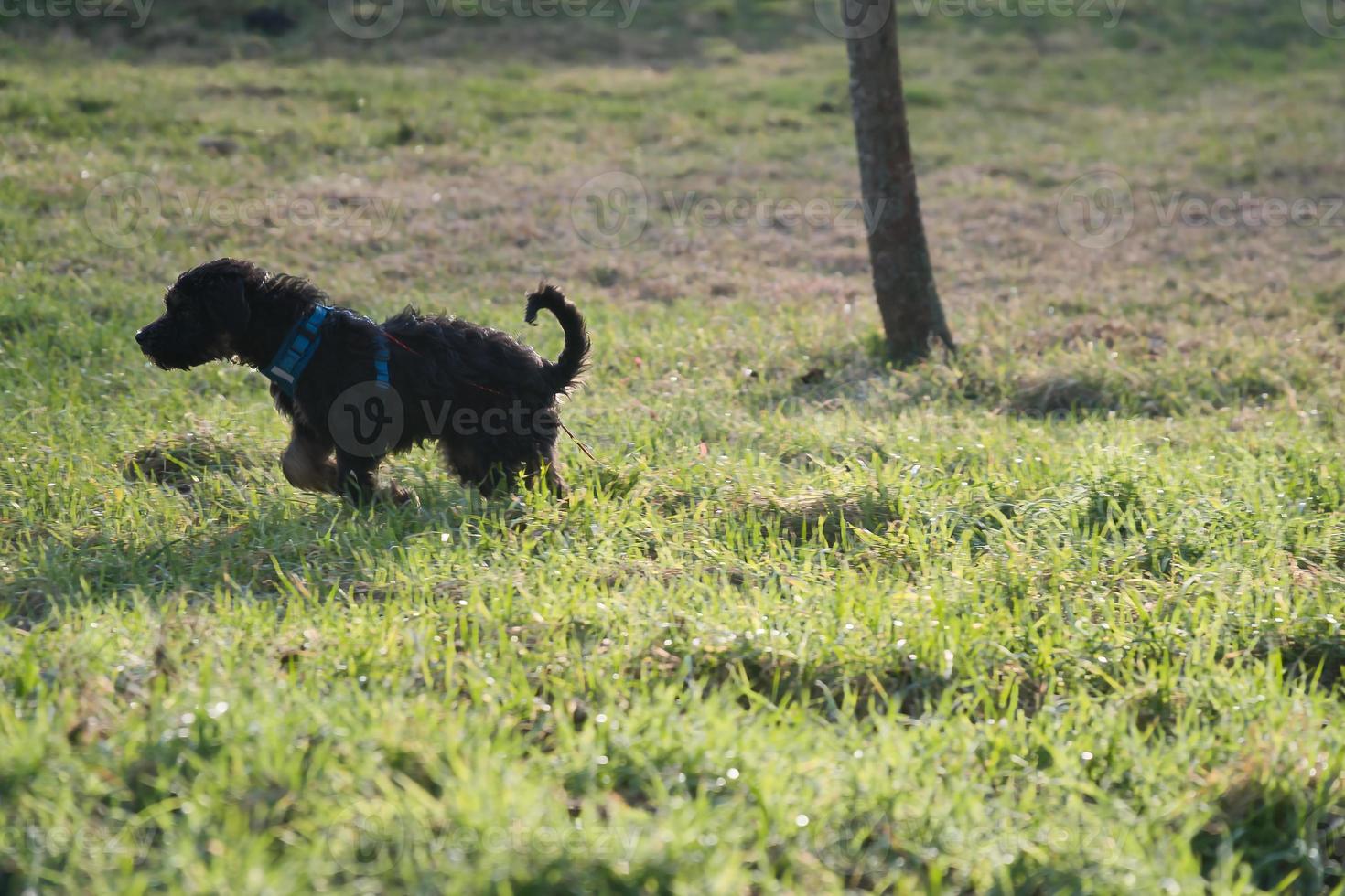 chiot goldendoodle jouant sur un pré. chien hybride qui ne provoque pas d'allergie aux poils d'animaux photo