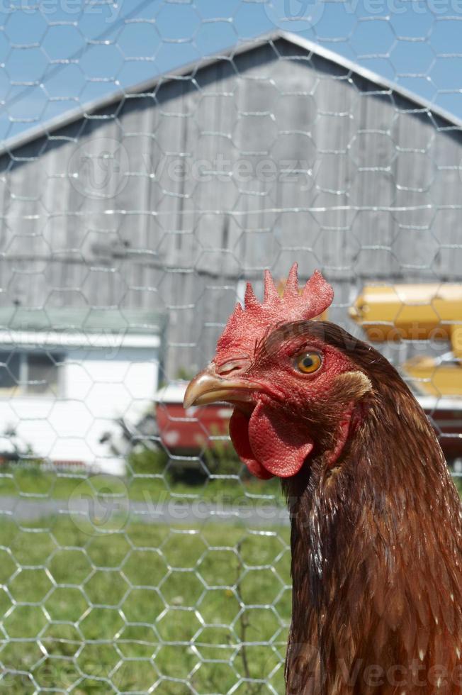 un poulet brun rouge à l'extérieur d'une grange photo