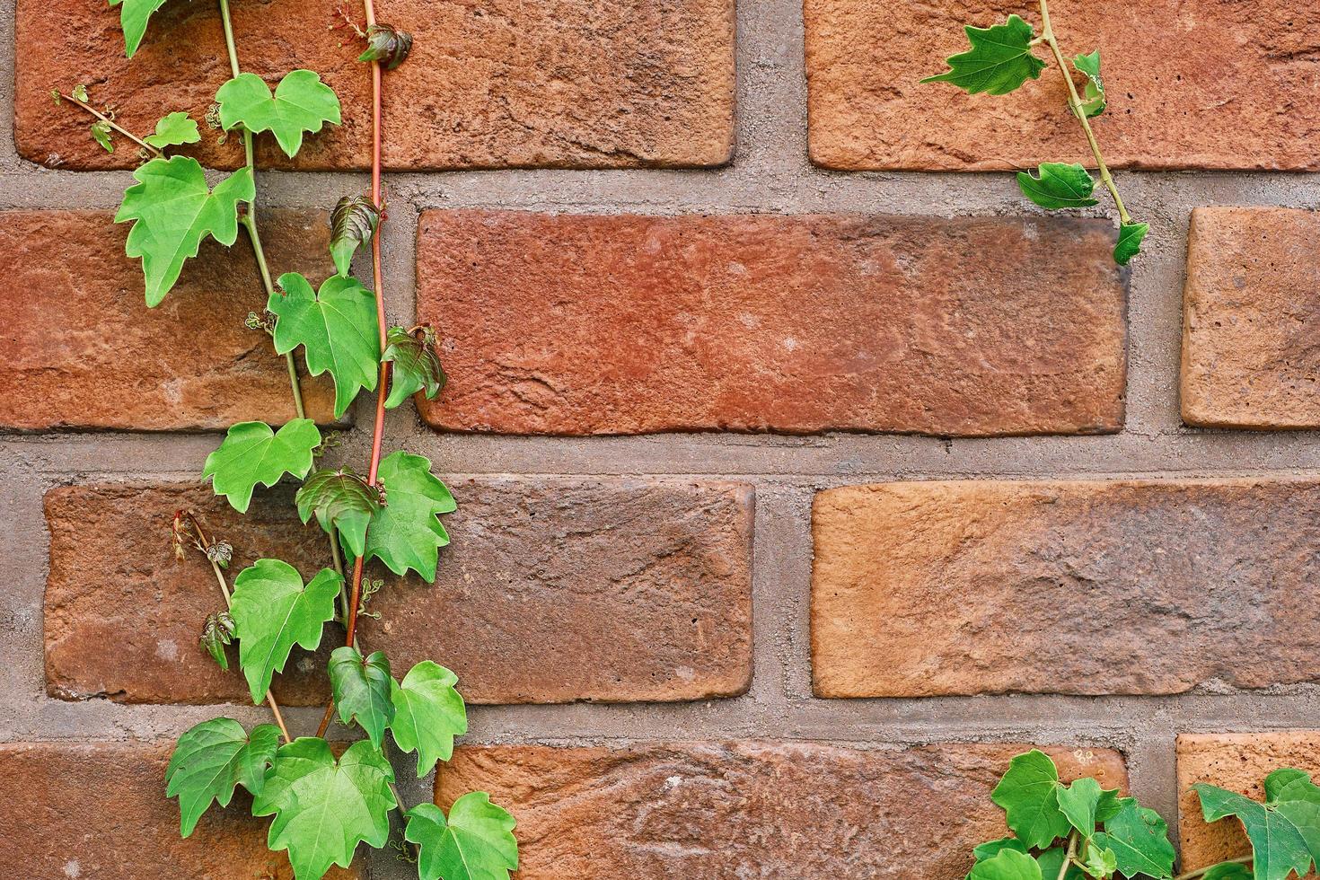 branches de lierre sur un vieux mur de briques rouges. cadre horizontal, idée pour décorer l'espace à la maison ou au studio, arrière-plan avec plantes décoratives pour la décoration photo