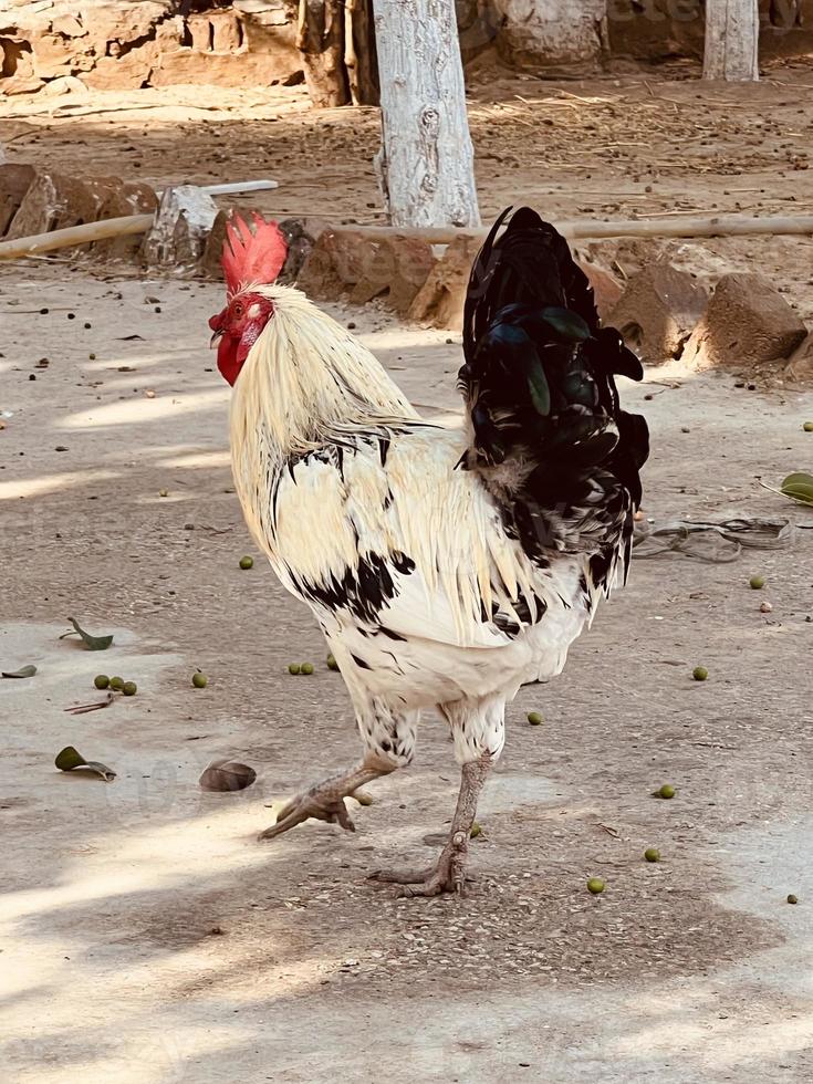 poulet de gamme gratuit à téléchargements photo