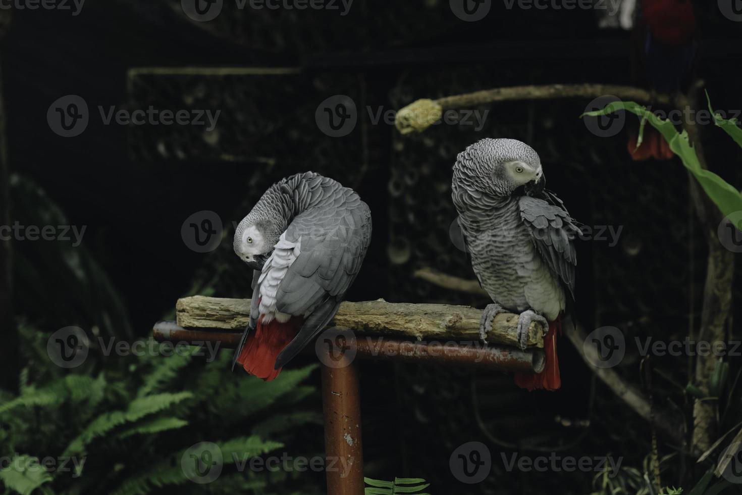 un portrait d'oiseaux gris kakaktua ou d'oiseaux cacatoès assis sur une branche, pris au zoo de gembira loka yogyakarta, indonésie photo