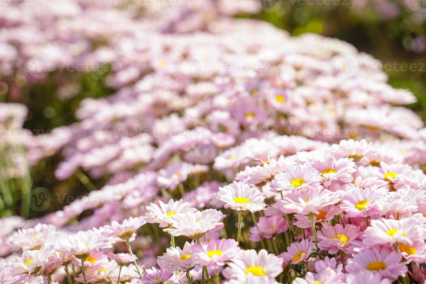 belles marguerites blanches symbole de l'innocence du cœur pur et de l'amitié photo