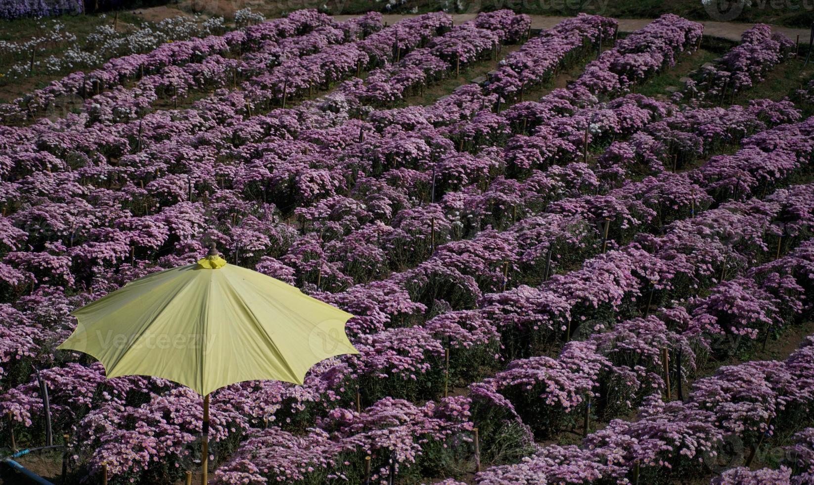 champ de fleurs de margaret sur khao kho, thaïlande belles fleurs violettes, fleurs de margaret, sont populaires pour la plantation comme plantes ornementales. et transmettre la sincérité, le véritable amour photo