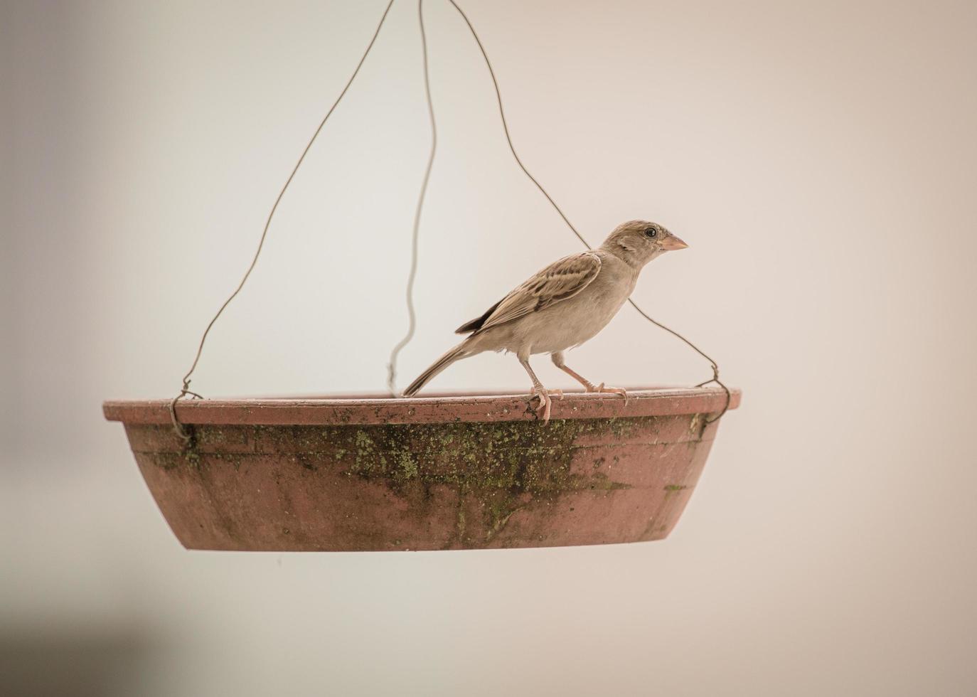oiseau brun sur une mangeoire à oiseaux photo