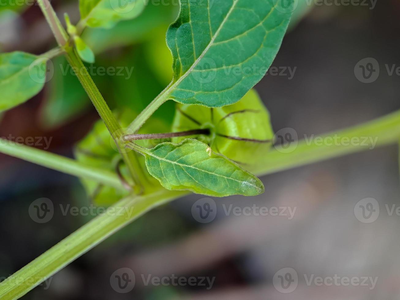 arbre physalis minima, berce du Caucase, cerise de terre sur arbre, fruit de cerise de terre pygmée. nom scientifique physalis angulata. photo macro par une matinée ensoleillée.