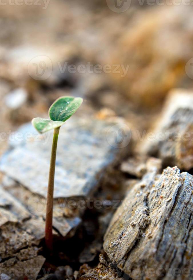 jeunes semis poussent sur le sol des montagnes rocheuses photo