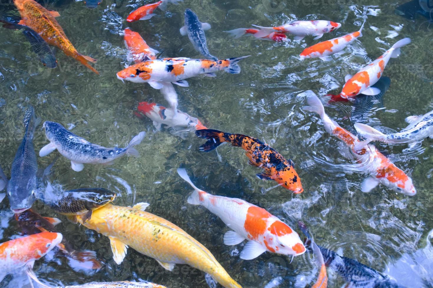 groupe de poissons koi ou de poissons de merde qui nagent dans un petit étang, en mouvement, mise au point douce et sélective. photo