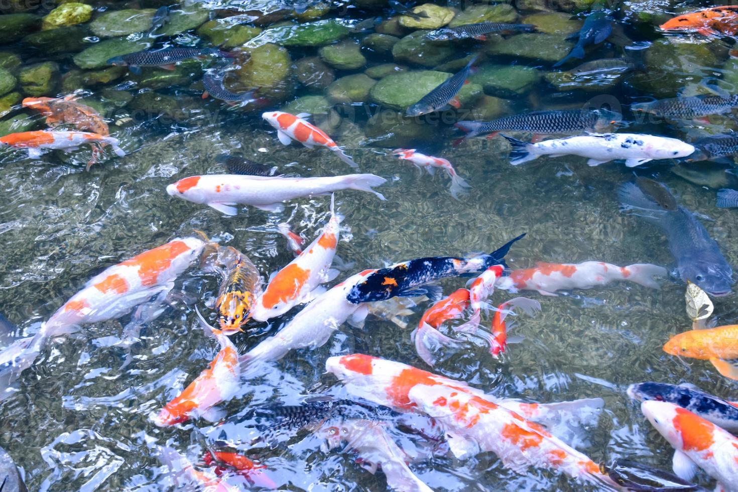 groupe de poissons koi ou de poissons de merde qui nagent dans un petit étang, en mouvement, mise au point douce et sélective. photo