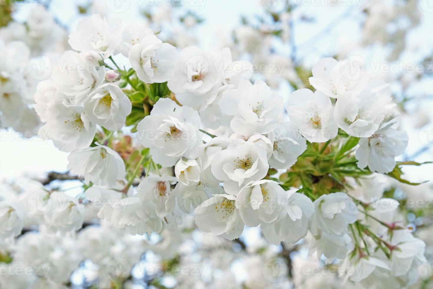 branche de fleurs blanches épanouies de prunier cerisier au début du printemps. incroyable bannière de printemps floral naturel ou carte de voeux, carte postale, affiche. mise au point sélective photo