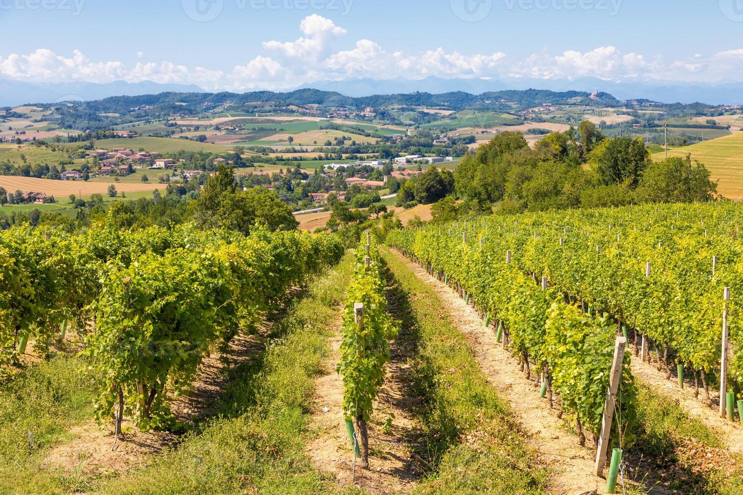 vignoble barbera dans la région du piémont, italie. paysage de campagne dans la région des langhe photo