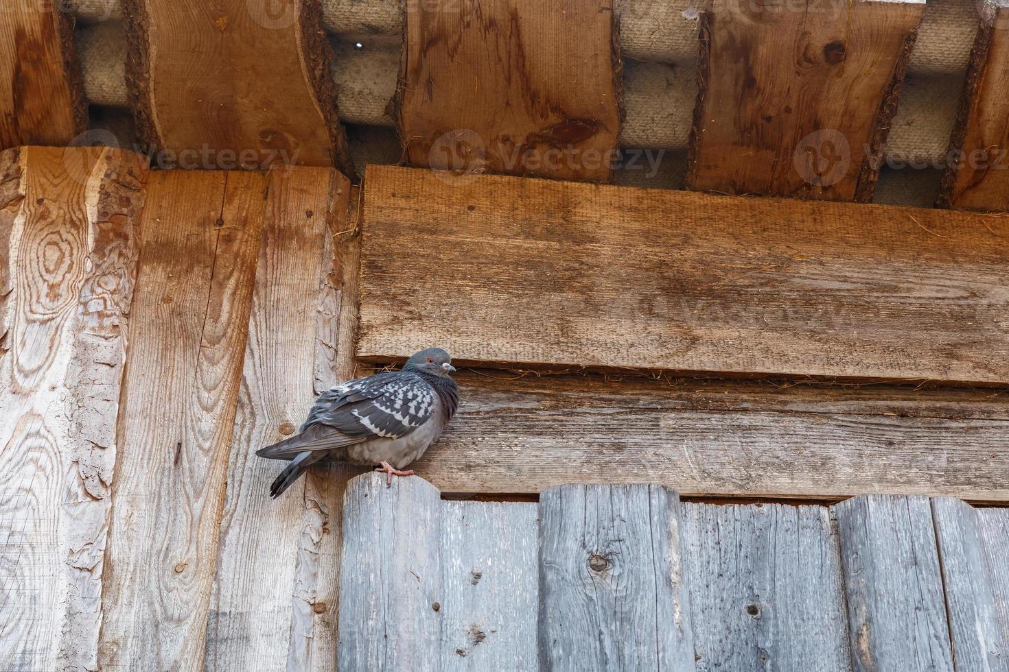 oiseau pigeon biset assis sur une porte en bois sous le toit d'une grange photo