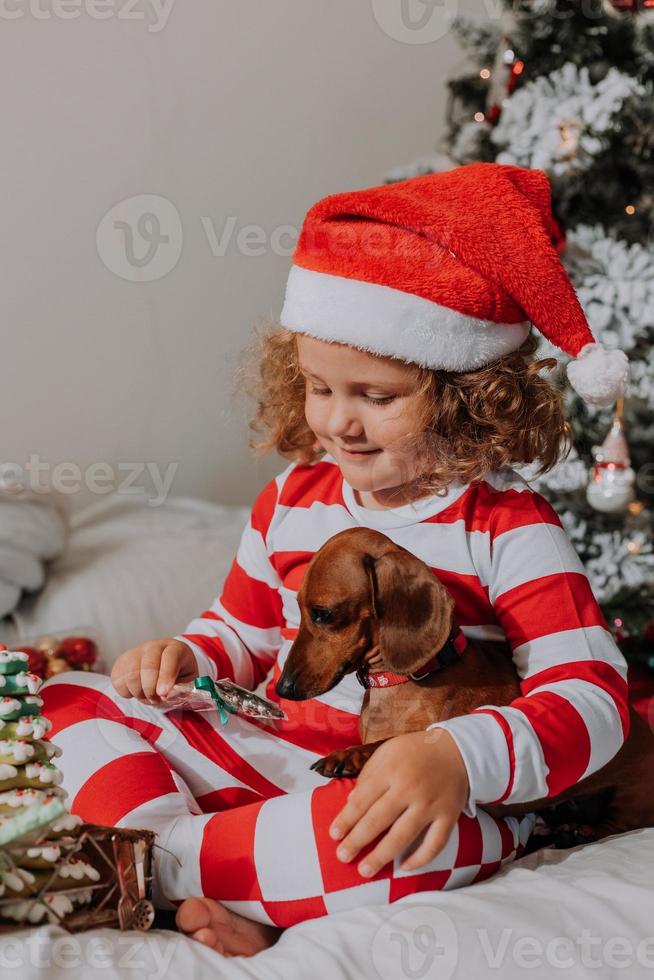 chien et petite fille en pyjama rouge et blanc mange une savoureuse sucette de noël maison assis dans son lit. enfant et un animal de compagnie. bébé et teckel s'amusent et célèbrent la nouvelle année. mode de vie photo