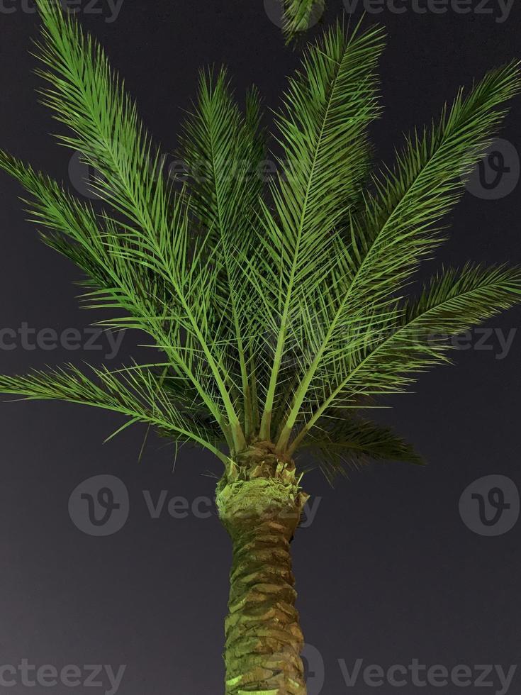 palmier vert aux lumières led vertes vibrantes. allumez le palmier la nuit. photo