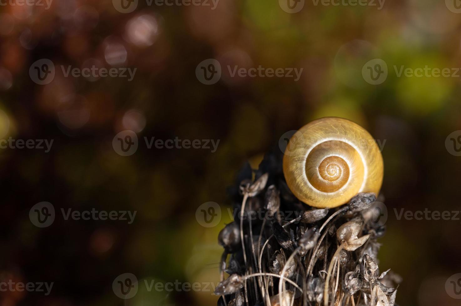 une petite coquille d'escargot se trouve au sommet d'une fleur séchée flétrie avec des graines sur un fond automnal dans la nature. photo