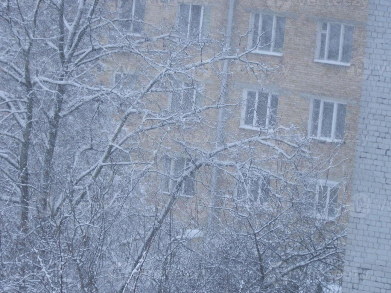 arbres enneigés dans une tempête de neige dans la ville photo