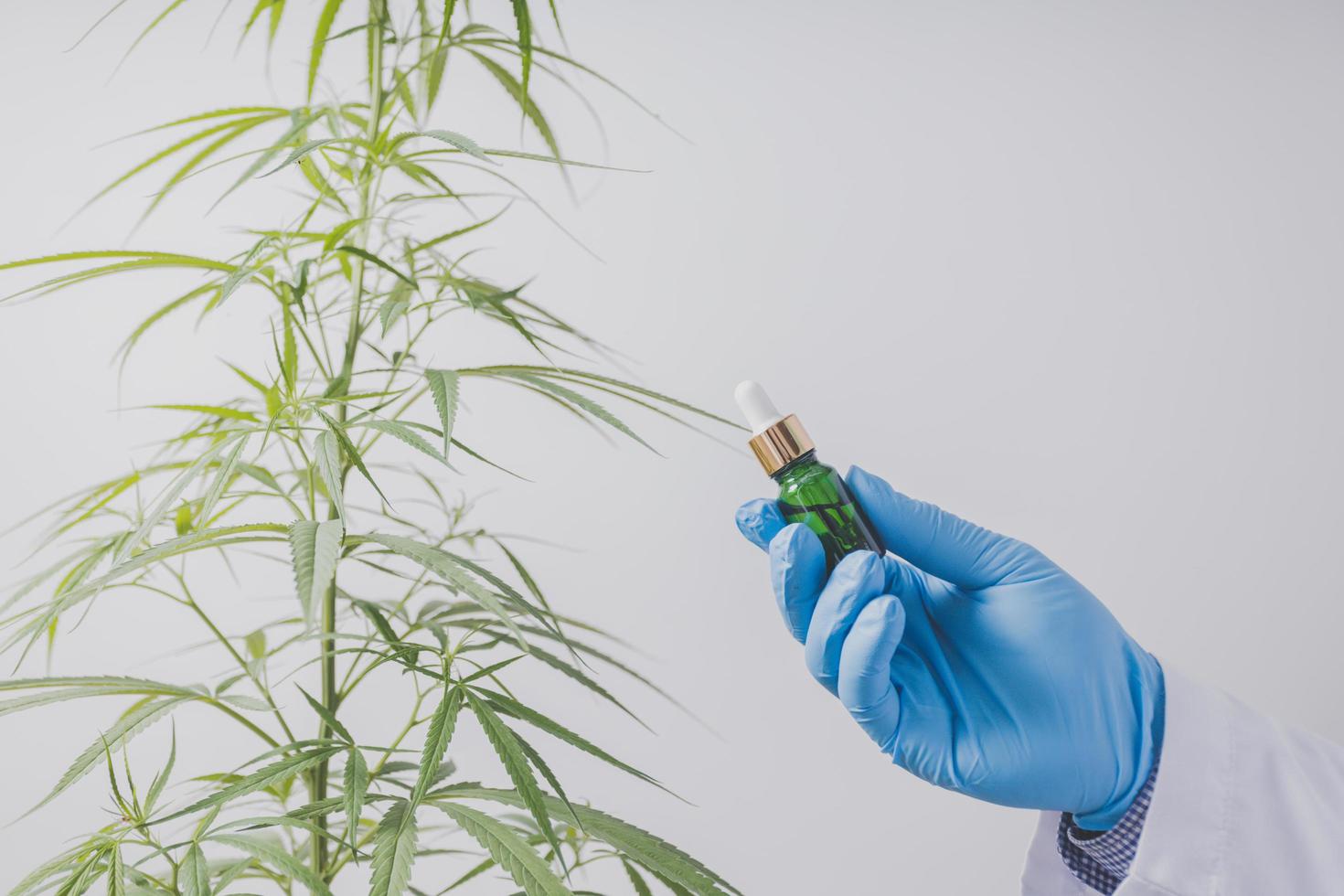 les chercheurs sur le cannabis font des expériences scientifiques. photo
