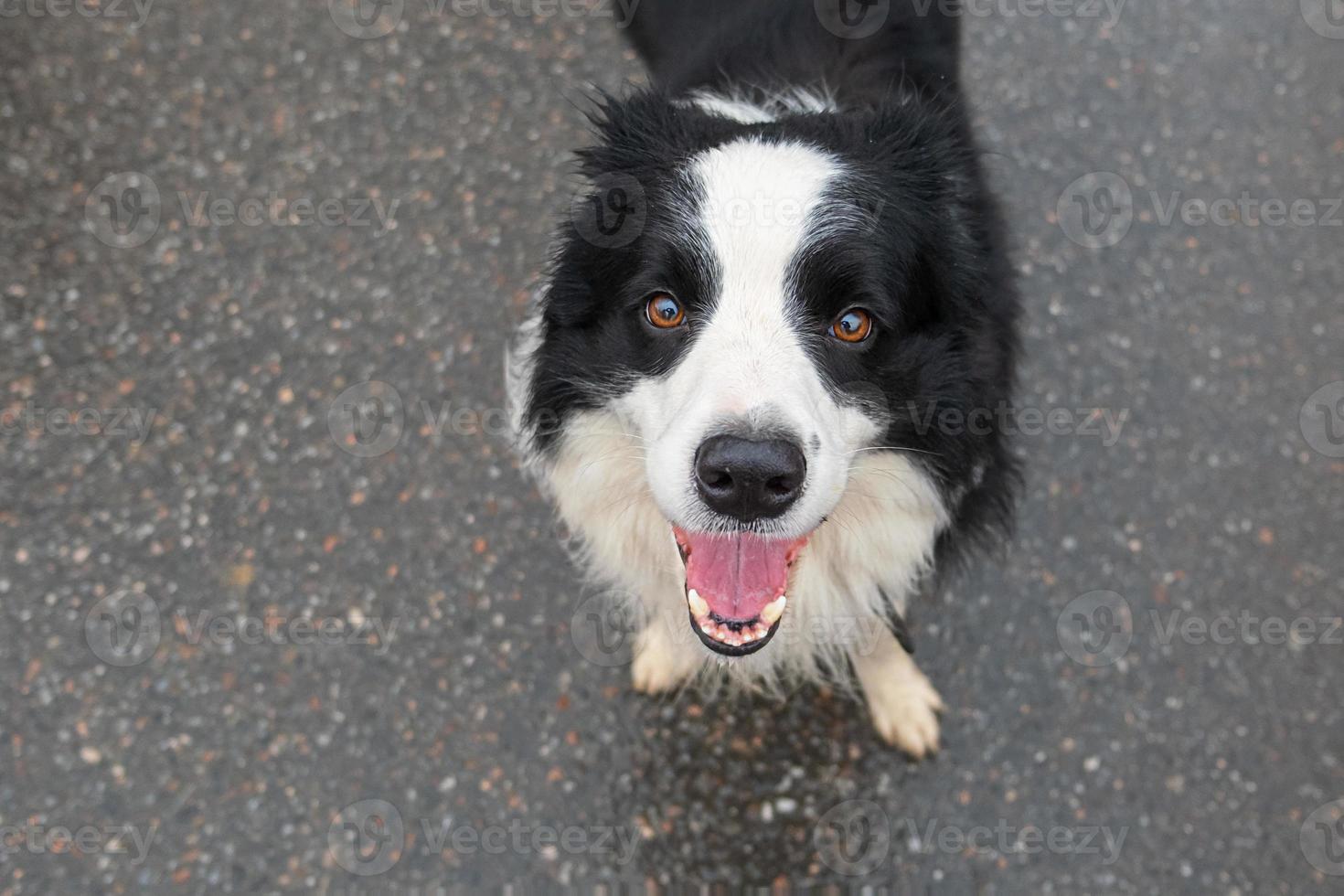 activité des animaux de compagnie. chiot border collie marchant en plein air. chien de compagnie avec une drôle de tête, marche sur la route. soins aux animaux de compagnie et concept de vie d'animaux drôles. drôle de chien émotionnel. photo