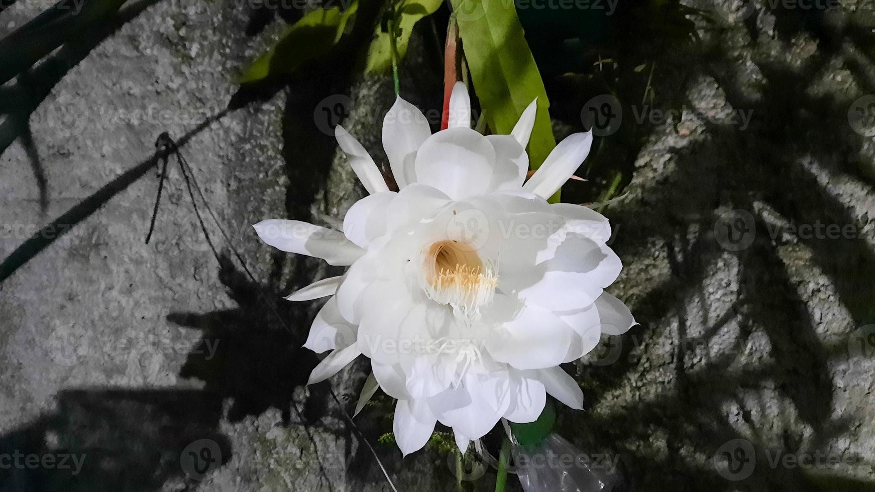 la fleur jaya wijaya qui fleurit la nuit, si blanche et belle 02 photo