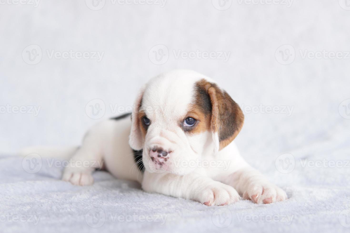 mignon chiot beagle âgé d'un mois assis et impatient. l'image a un espace de copie pour la publicité ou le texte. photo