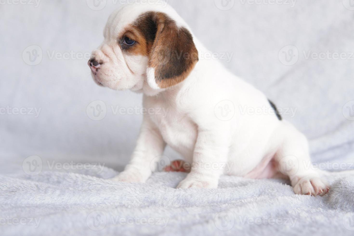 les beagles sont utilisés dans une gamme de procédures de recherche. l'apparence générale du beagle ressemble à un foxhound miniature. les beagles ont un excellent nez. photo