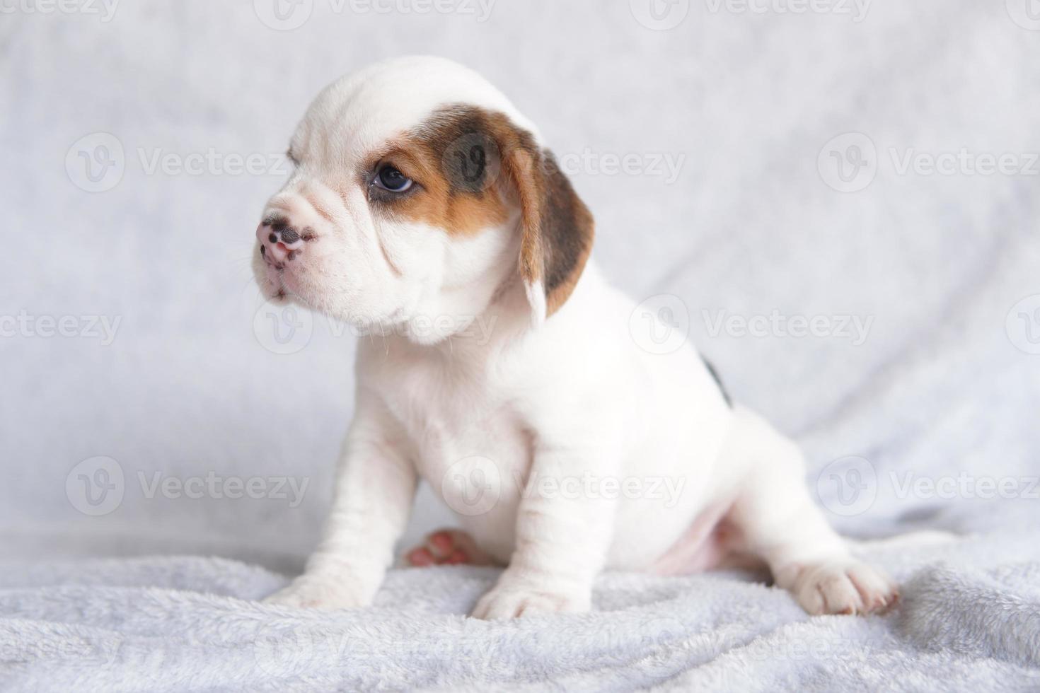 les beagles sont utilisés dans une gamme de procédures de recherche. l'apparence générale du beagle ressemble à un foxhound miniature. les beagles ont un excellent nez. photo