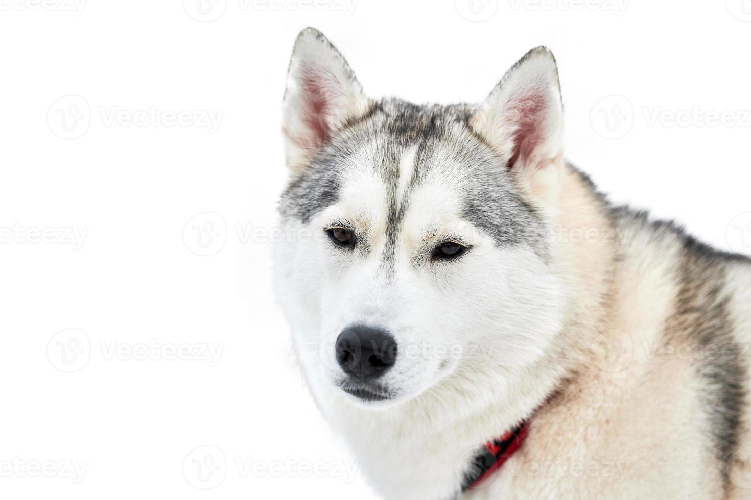 visage de chien de traîneau husky, isolé photo