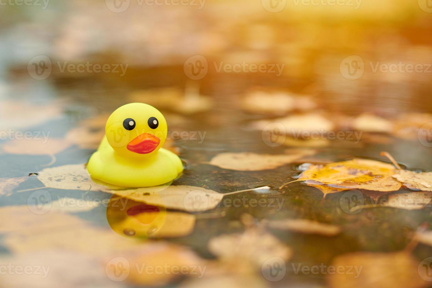 jouet de canard dans une flaque d'automne avec des feuilles photo