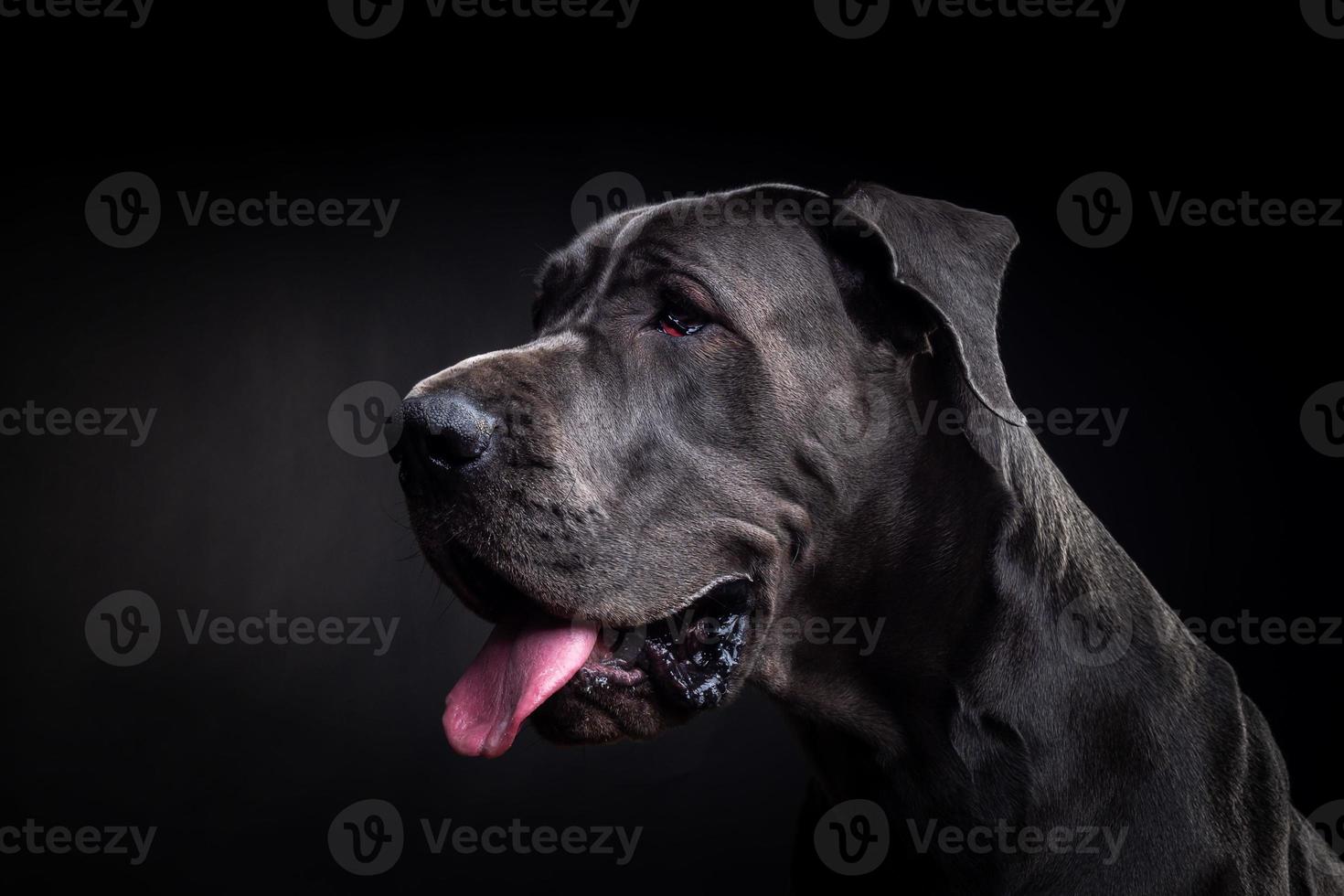 portrait d'un chien dogue allemand, sur un fond noir isolé. photo