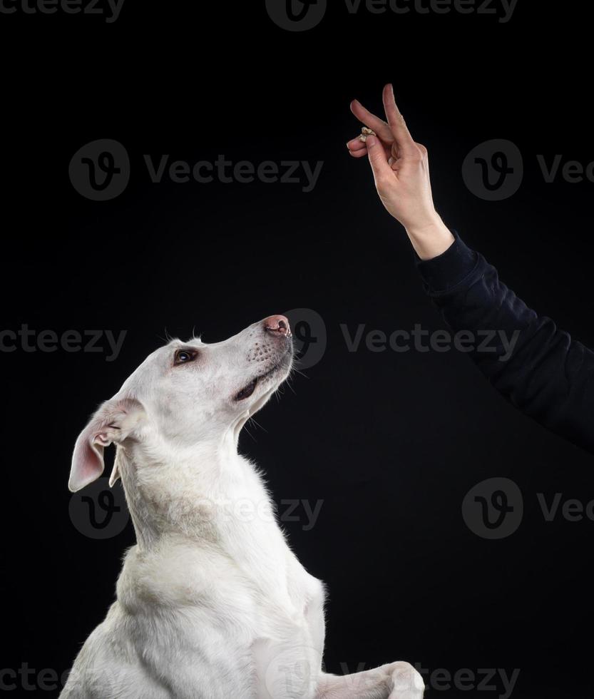 jeune jolie femme pose avec son animal de compagnie blanc, mis en valeur sur fond noir. photo