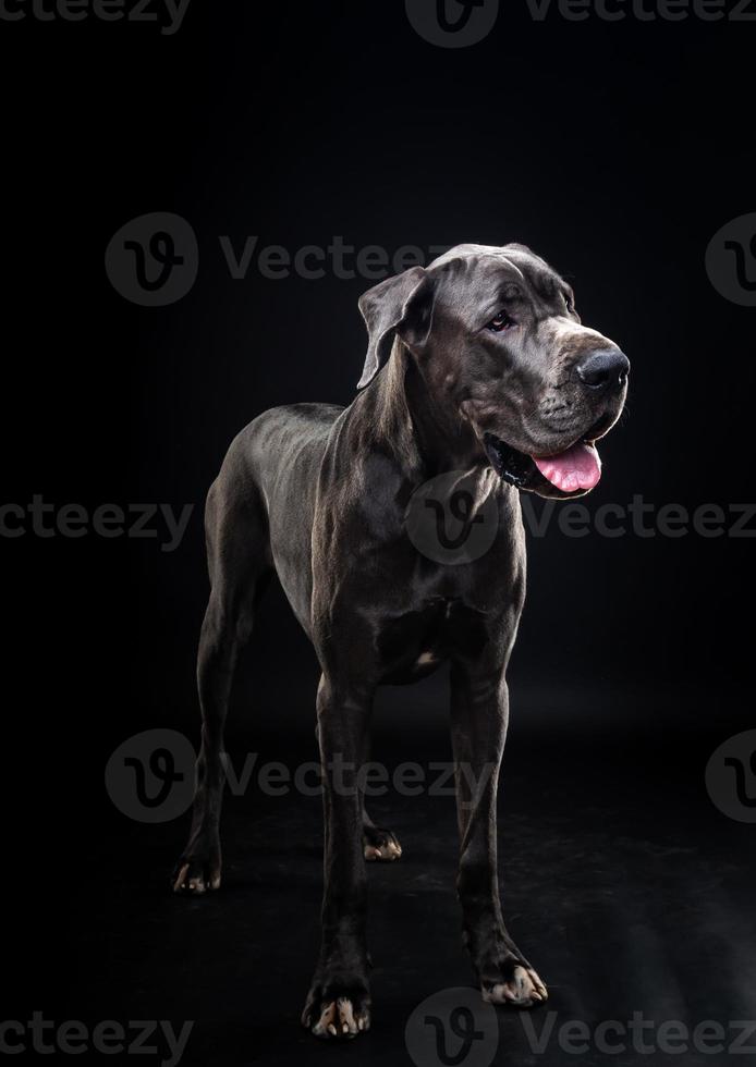 portrait d'un chien dogue allemand, sur un fond noir isolé. photo