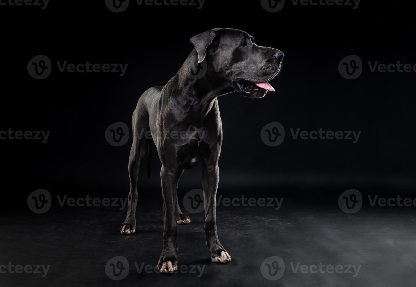 portrait d'un chien dogue allemand, sur un fond noir isolé. photo