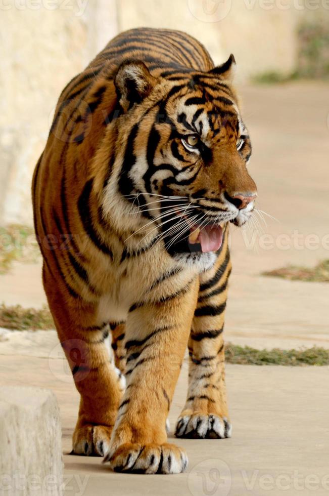 arpentant le tigre sauvage à la recherche de nourriture. photo