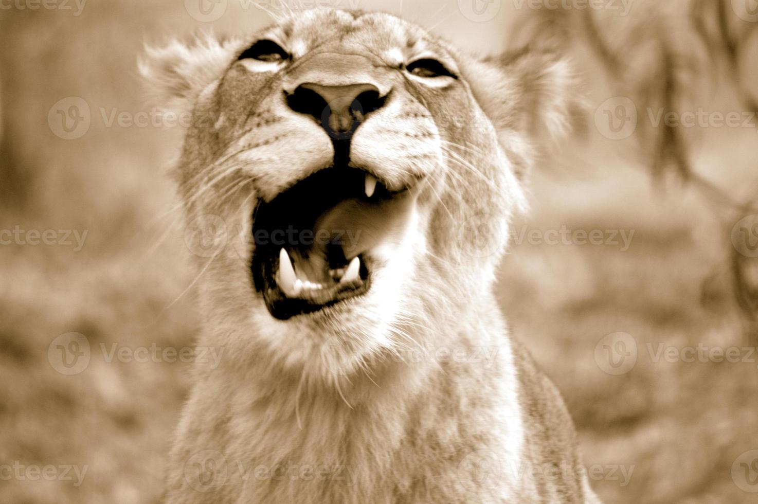lionne ouvrant la bouche et montrant ses dents acérées. photo