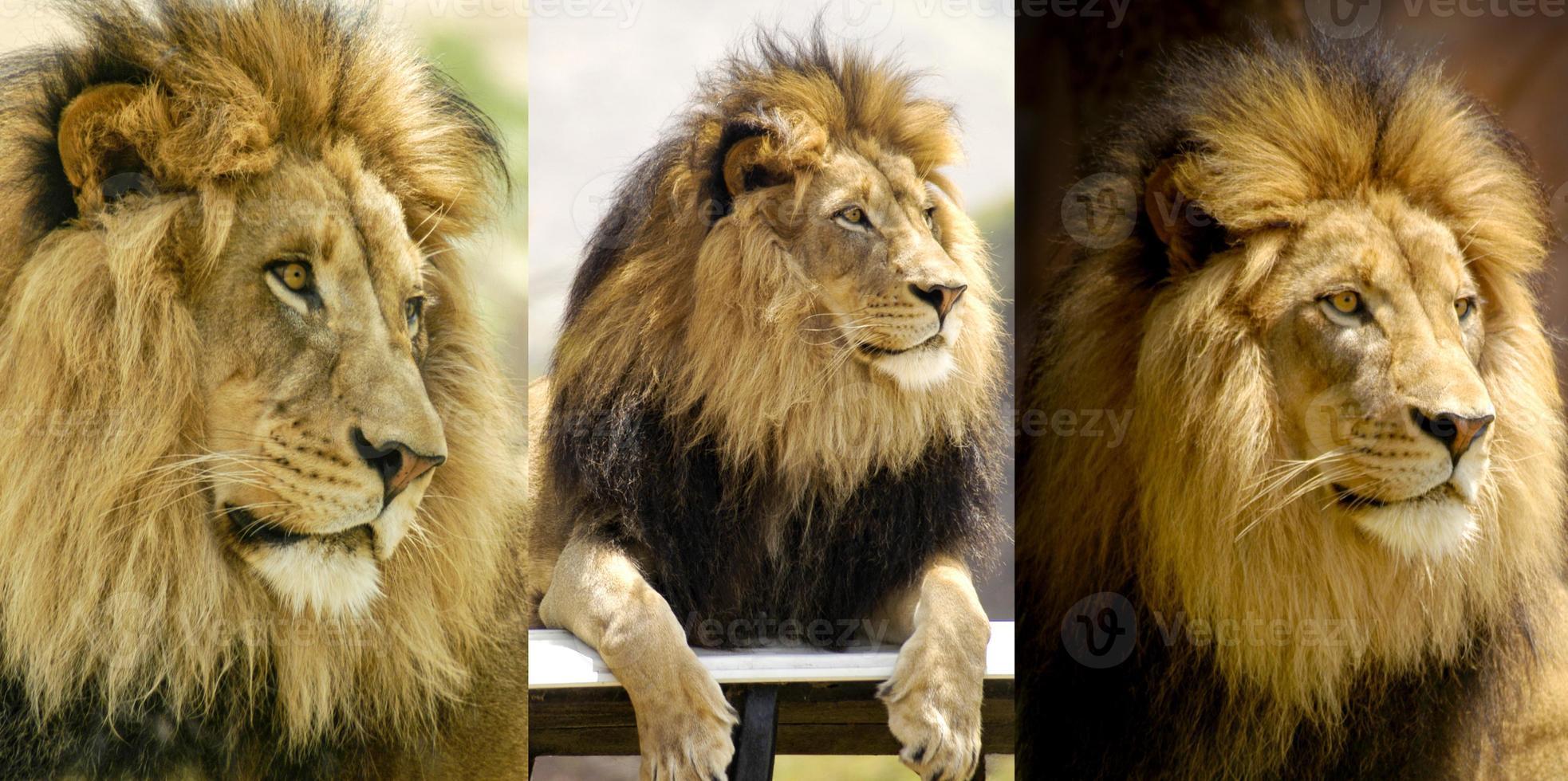 montage de trois portraits de lion du même lion regardant vers la gauche. photo