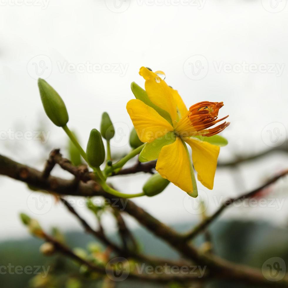 fleur fleur jaune de pêcher avec des gouttes de pluie. Hué, Vietnam. photo