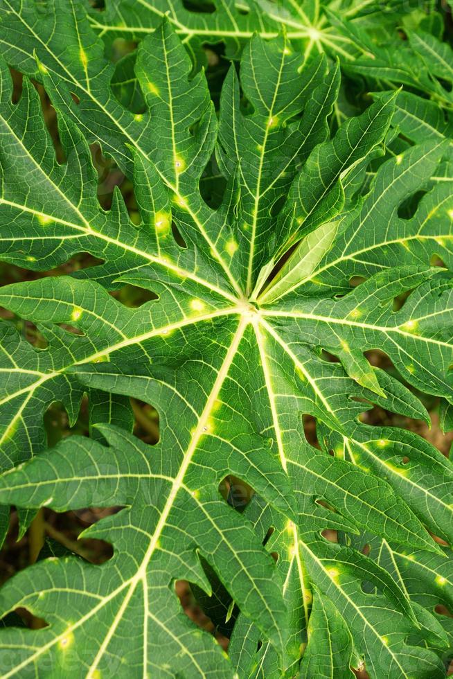 vue de dessus sur les feuilles vertes du papayer, gros plan. photo