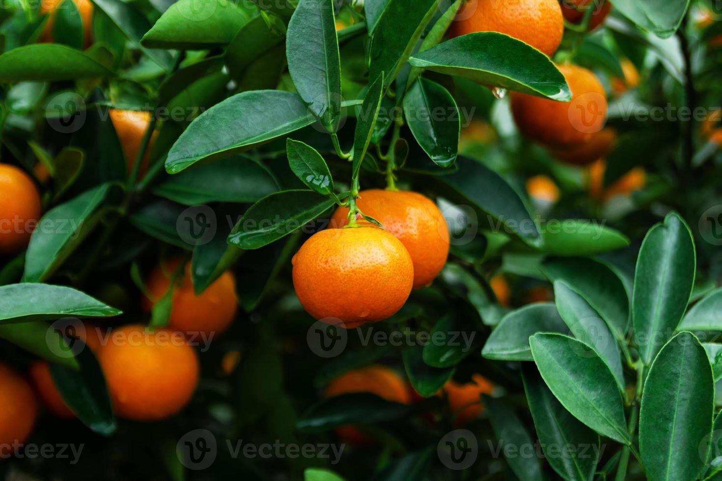 mandarines mûres et fraîches sur un arbre dans un jardin. Hué, Vietnam. photo