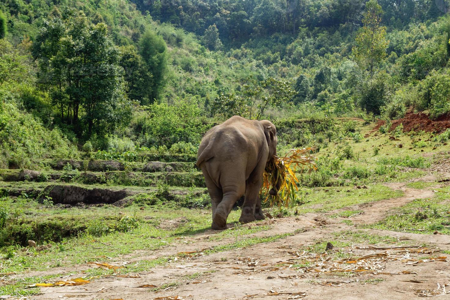 l'éléphant aux feuilles de bambou se promène dans la forêt tropicale. province de chiang mai, thaïlande. photo
