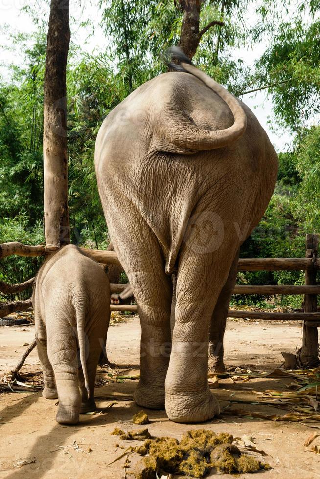 bébé éléphant avec sa mère, vue arrière. province de chiang mai, thaïlande. photo