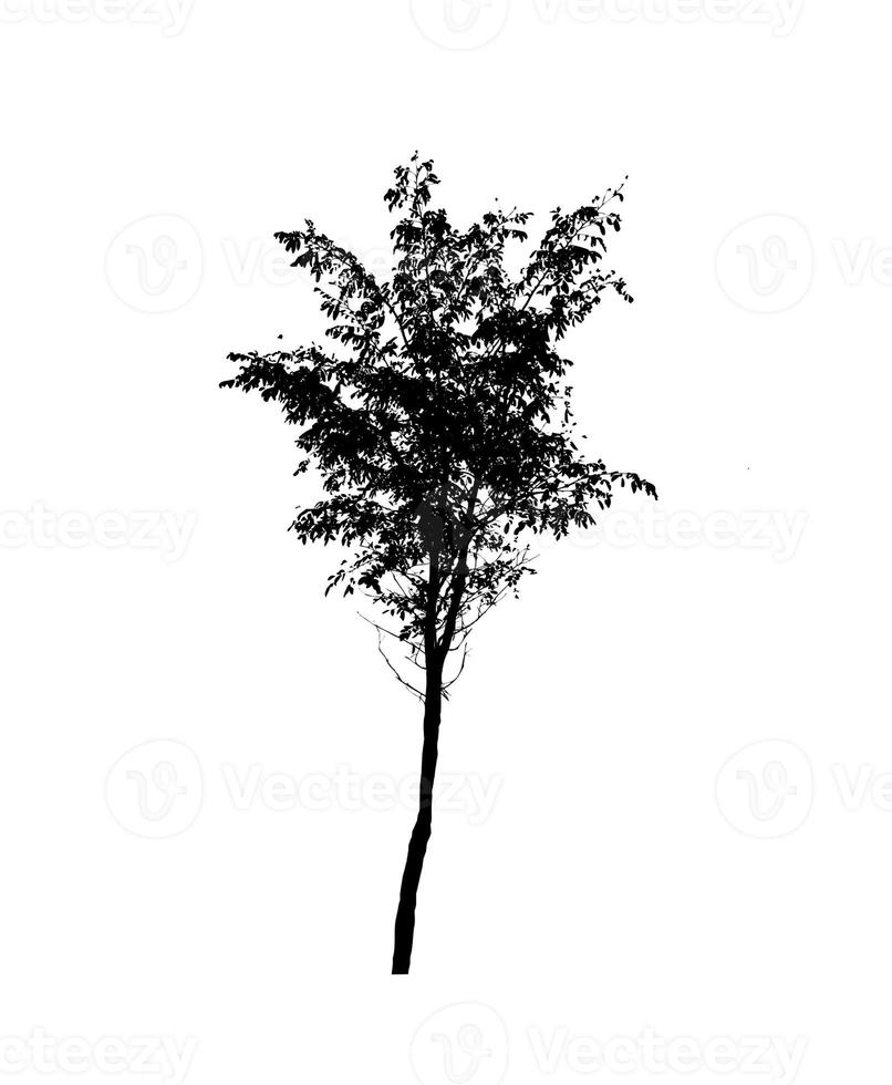 silhouette d'arbre isolé pour pinceau sur fond blanc photo